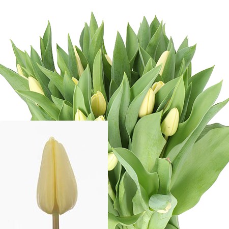 TULIPS FUN FOR TWO