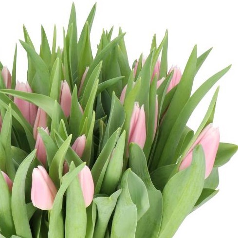 TULIPS GABRIELLA 37cm 30gm | Wholesale Dutch Flowers & Florist Supplies UK