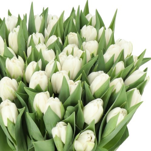 TULIPS GALILEO