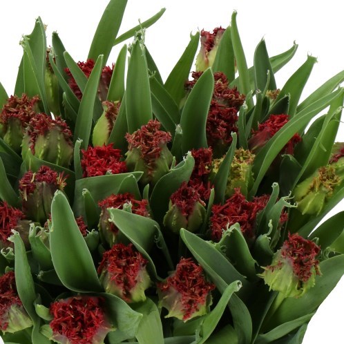 TULIPS GDANSK