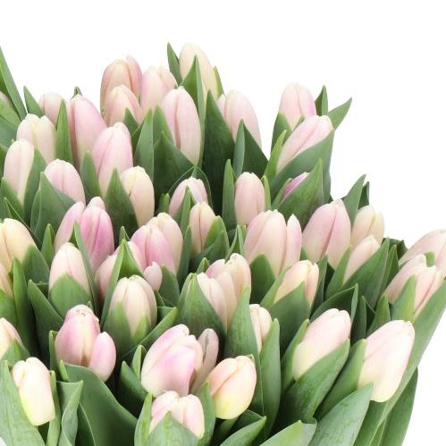 TULIPS GHOST