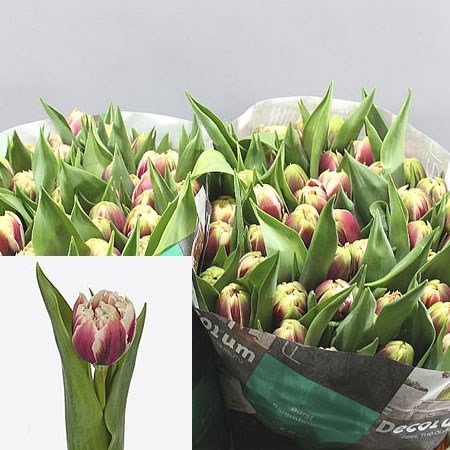 TULIPS GIBRALTAR