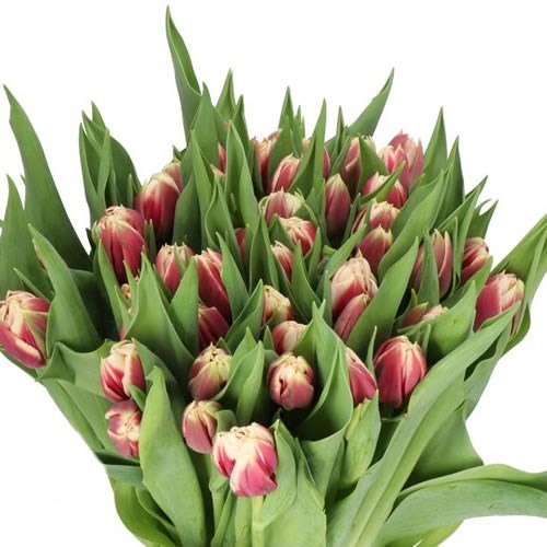 TULIPS GIBRALTAR