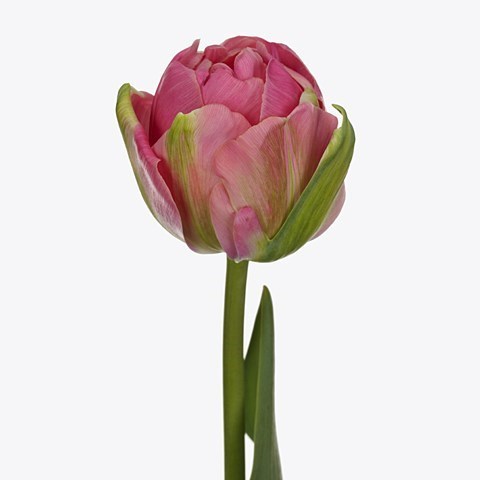 TULIPS GLAMOUR GIRL