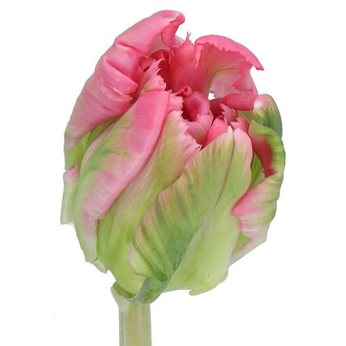 TULIPS GLOBE PARROT