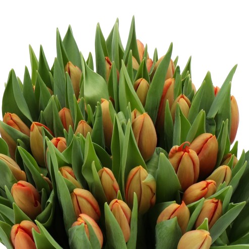 TULIPS GOALGETTER