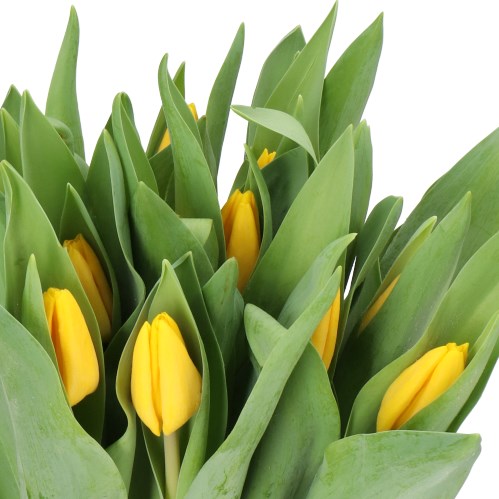 TULIPS GOLDEN CIRCLE