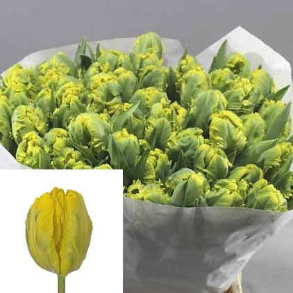 TULIPS GOLDEN GLASNOST (PARROT)