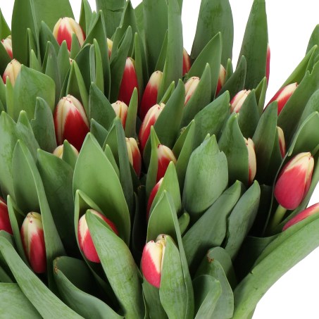 TULIPS GOLDEN LEO