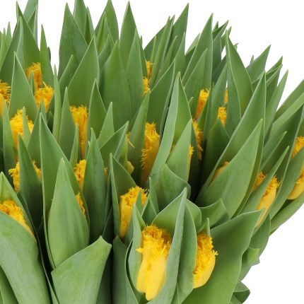 TULIPS GOLDEN STATE