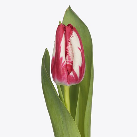 TULIPS HAPPY CLOWN