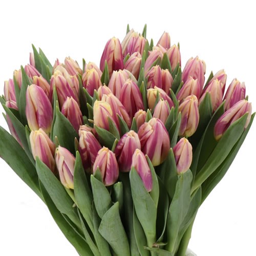 TULIPS HAPPY FEET