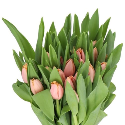 TULIPS HEARTBEAT