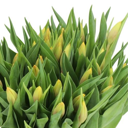 TULIPS HENNIE VANDER MOST