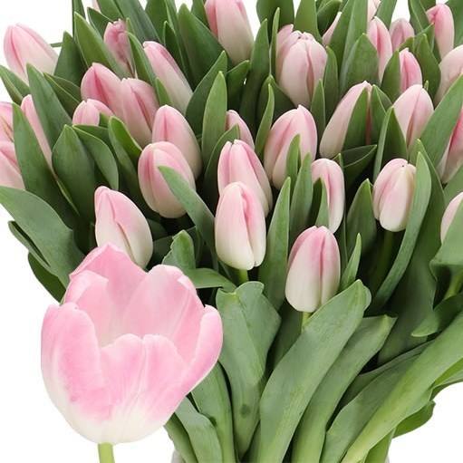 TULIPS HOLLY MAE