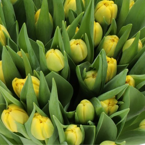 TULIPS HOMERUN