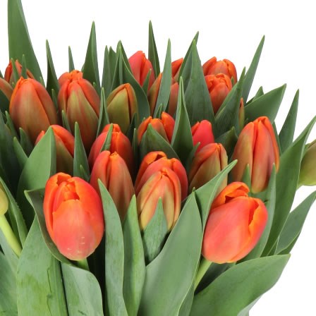 TULIPS ICOON