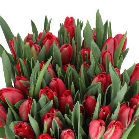 TULIPS ILE DAMOUR
