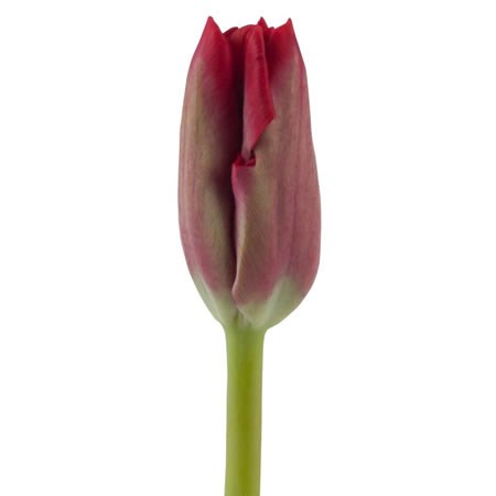 TULIPS ILE DE FRANCE