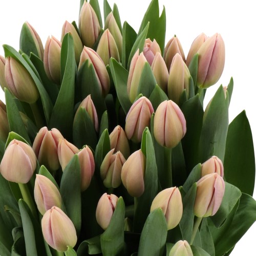 TULIPS INDUSTRIAL