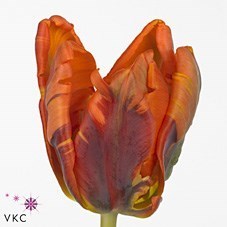 TULIPS IRENE (PARROT)