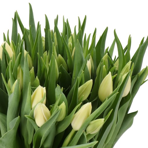 TULIPS IVORY QUEEN