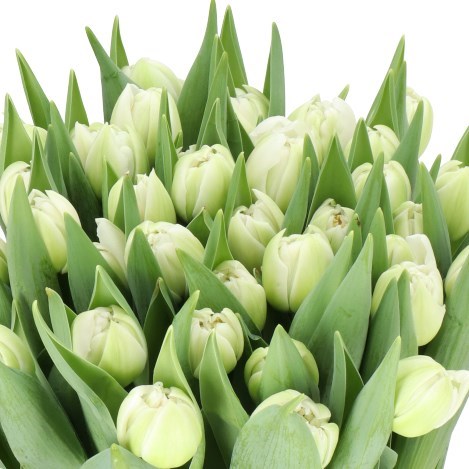 TULIPS IVORY VICTORY