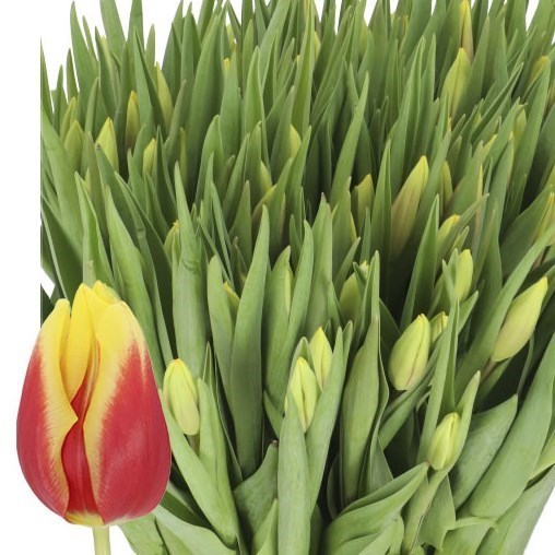 TULIPS JAN SEIGNETTE