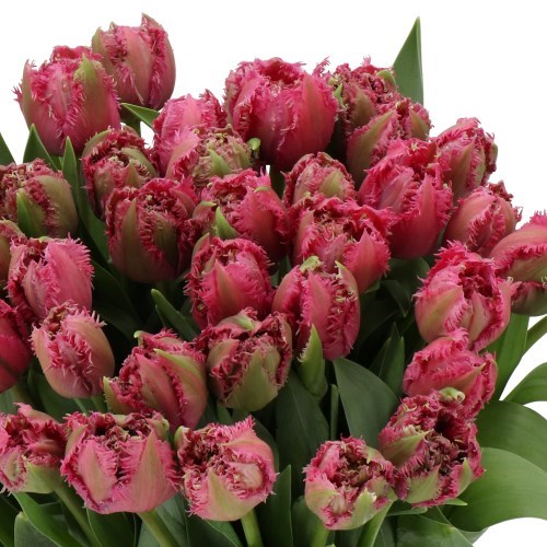 TULIPS JAYSIE