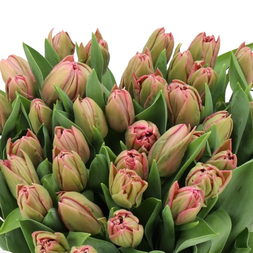 TULIPS JELLY BEAN