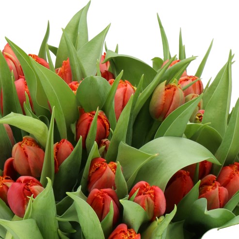 TULIPS JOANNA