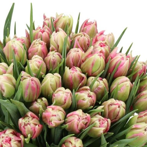 TULIPS JUSTINA