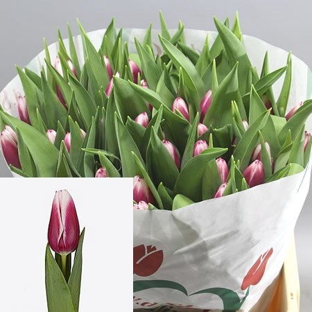 TULIPS KAMALIYA