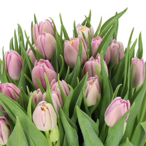 TULIPS KICKSTART