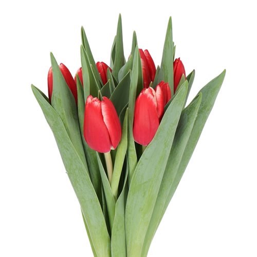 TULIPS KUNG FU