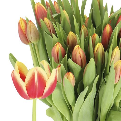 TULIPS LEEN VAN DER MARK