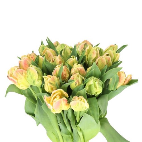 TULIPS LIBRETTO PARROT
