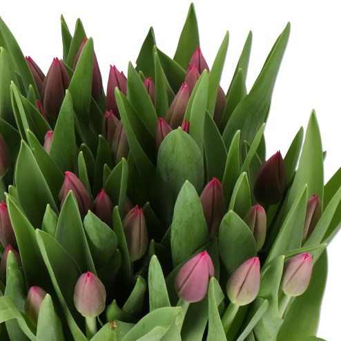 TULIPS LORNAH