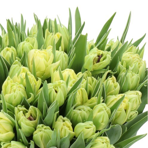TULIPS LOTTE