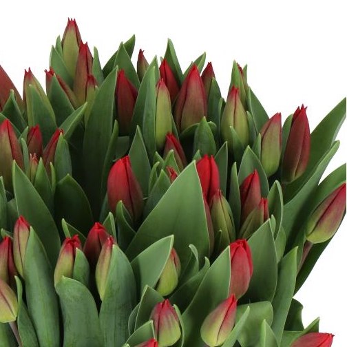 TULIPS LOVEFLIGHT
