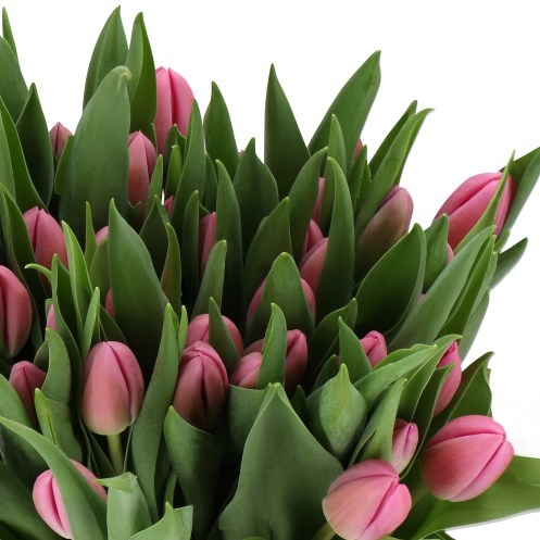 TULIPS LOYALITY