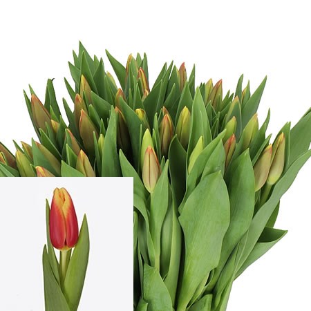 TULIPS MAGICIAN