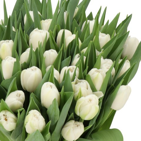 TULIPS MAIKO SAN