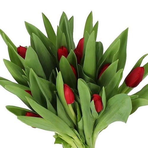 TULIPS MAKE A WISH