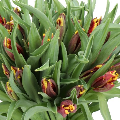 TULIPS MALISTA (PARROT)