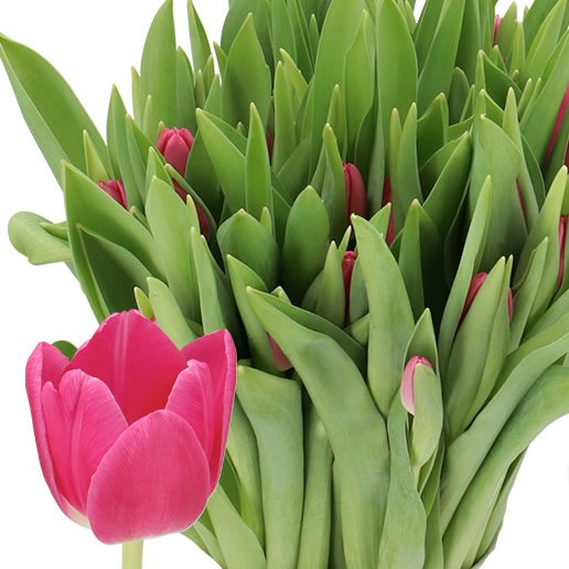 TULIPS MARATHON CHAMPION