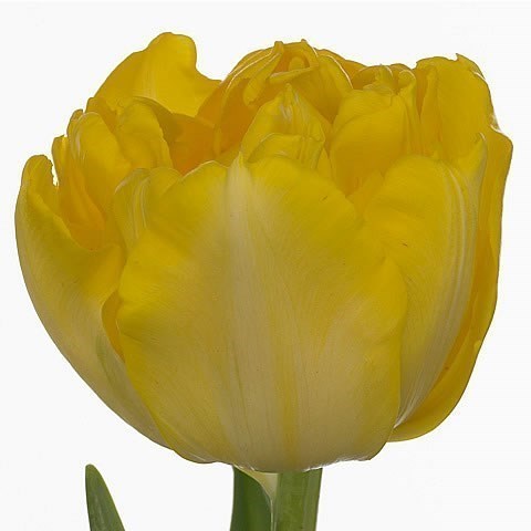 TULIPS MARIE JO