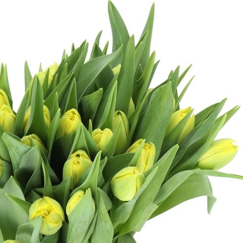 TULIPS MARIE JO