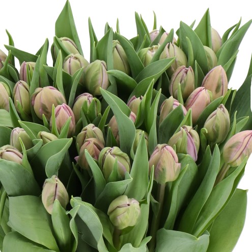 TULIPS MARLON