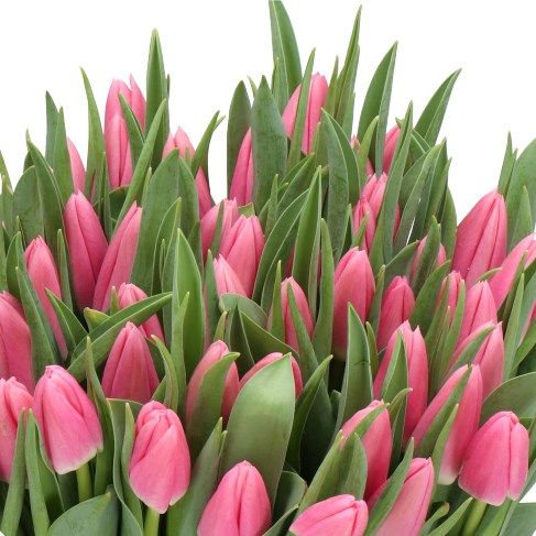 TULIPS MATCHMAKER